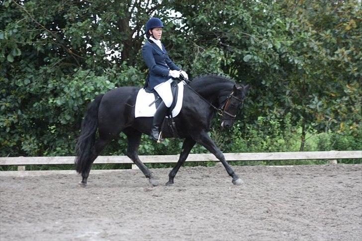 New Forest Askebo's Whigfield  billede 2