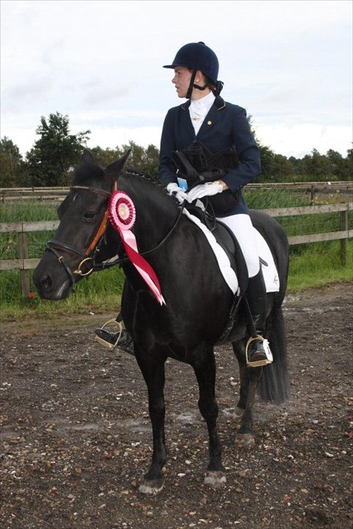 New Forest Askebo's Whigfield  billede 5