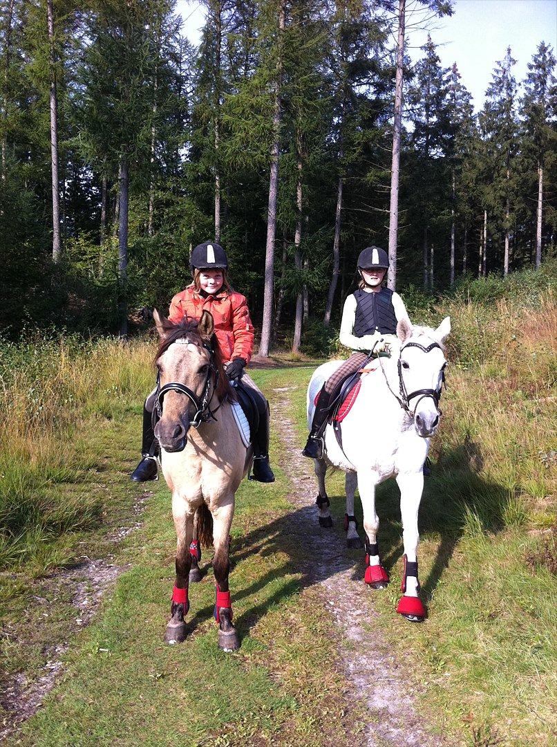 Anden særlig race Line billede 11