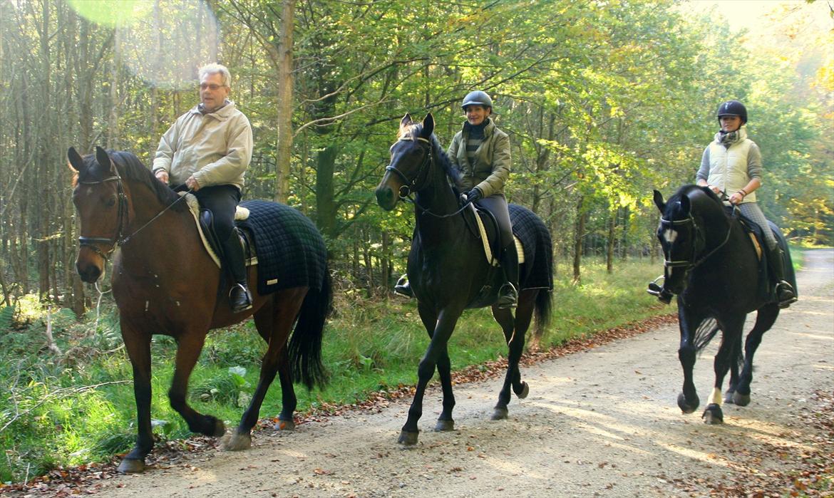 Oldenborg Kirsebærgårdens Mikado - Lille Mikado og jeg (helt ude til højre) i skoven med Søren på Nora (til venstre) og Anne på Ferrari (i midten). 23. Oktober 2011 billede 10