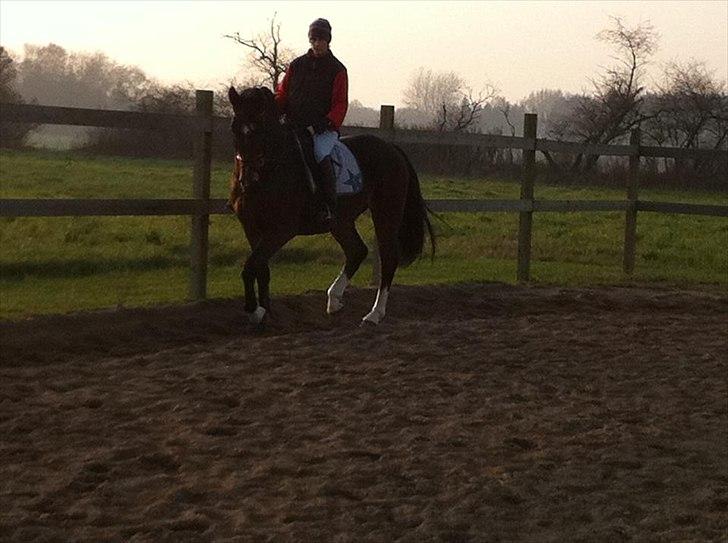 Dansk Varmblod Stålkærgårds Ice Light billede 12