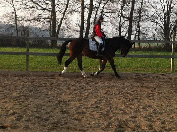 Dansk Varmblod Stålkærgårds Ice Light billede 13