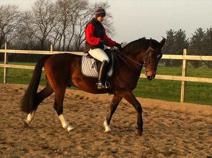 Dansk Varmblod Stålkærgårds Ice Light billede 15