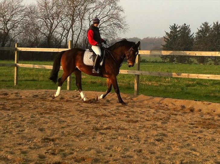 Dansk Varmblod Stålkærgårds Ice Light billede 16