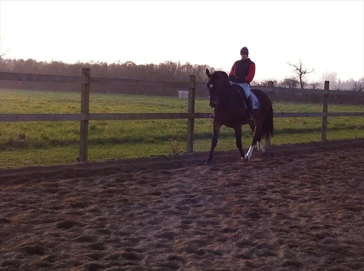 Dansk Varmblod Stålkærgårds Ice Light billede 17