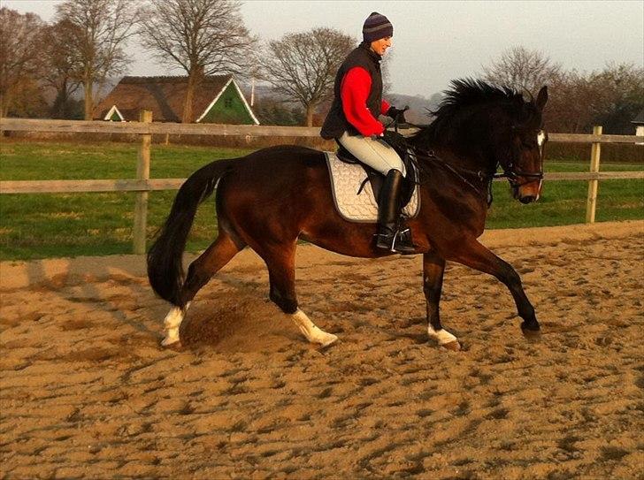 Dansk Varmblod Stålkærgårds Ice Light billede 18