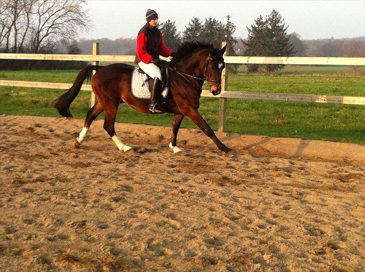 Dansk Varmblod Stålkærgårds Ice Light billede 19