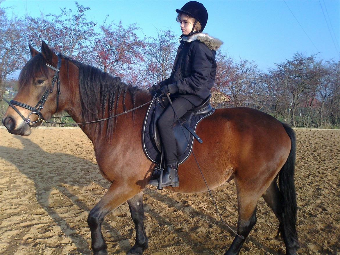 Connemara Baltazar The Superstar billede 5