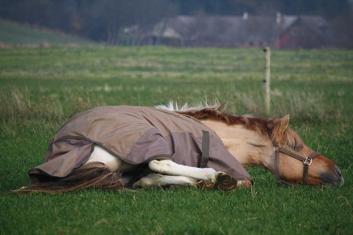 Anden særlig race Molly<3 - Dejligt at komme ud på fold, og rulle sig efter en hård stævne dag :D billede 7