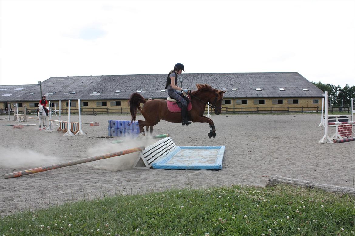 Anden særlig race Frederikke ¤SOLGT¤ - Frederikke og Louise billede 12