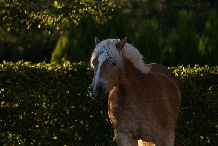 Haflinger Medusa billede 3