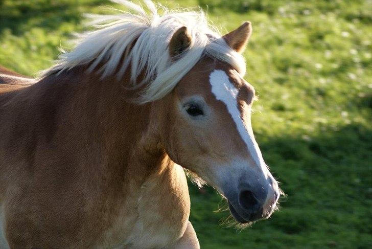 Haflinger Medusa billede 5