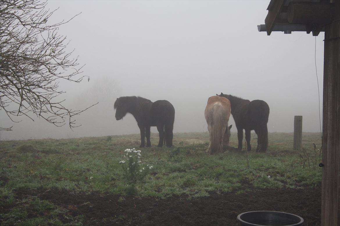 Haflinger Nantino Hestvang - klokken er kun 14 og der er ikke koldt, selvom det ser sådan ud..mega tåget :-) billede 15
