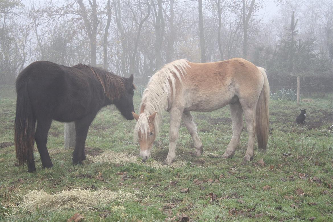 Haflinger Nantino Hestvang - Geysir, Nantino og katten Ludwig.. ;-) billede 17
