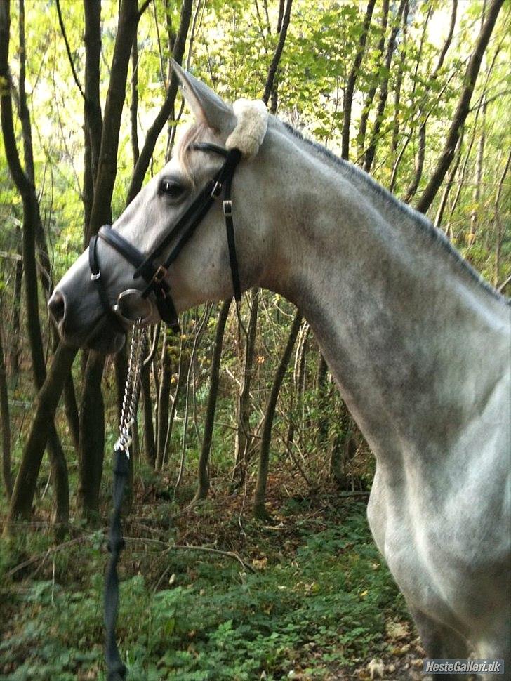 Trakehner Ingeborg Firfod billede 16