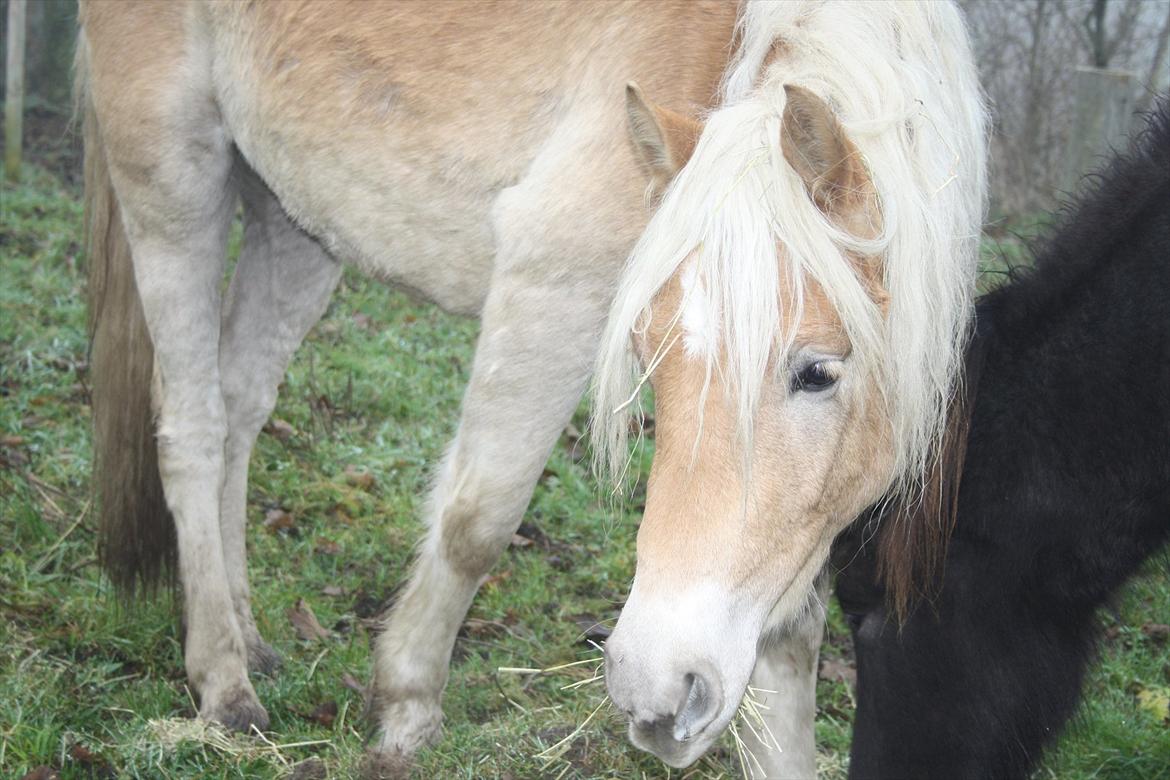 Haflinger Nantino Hestvang billede 18