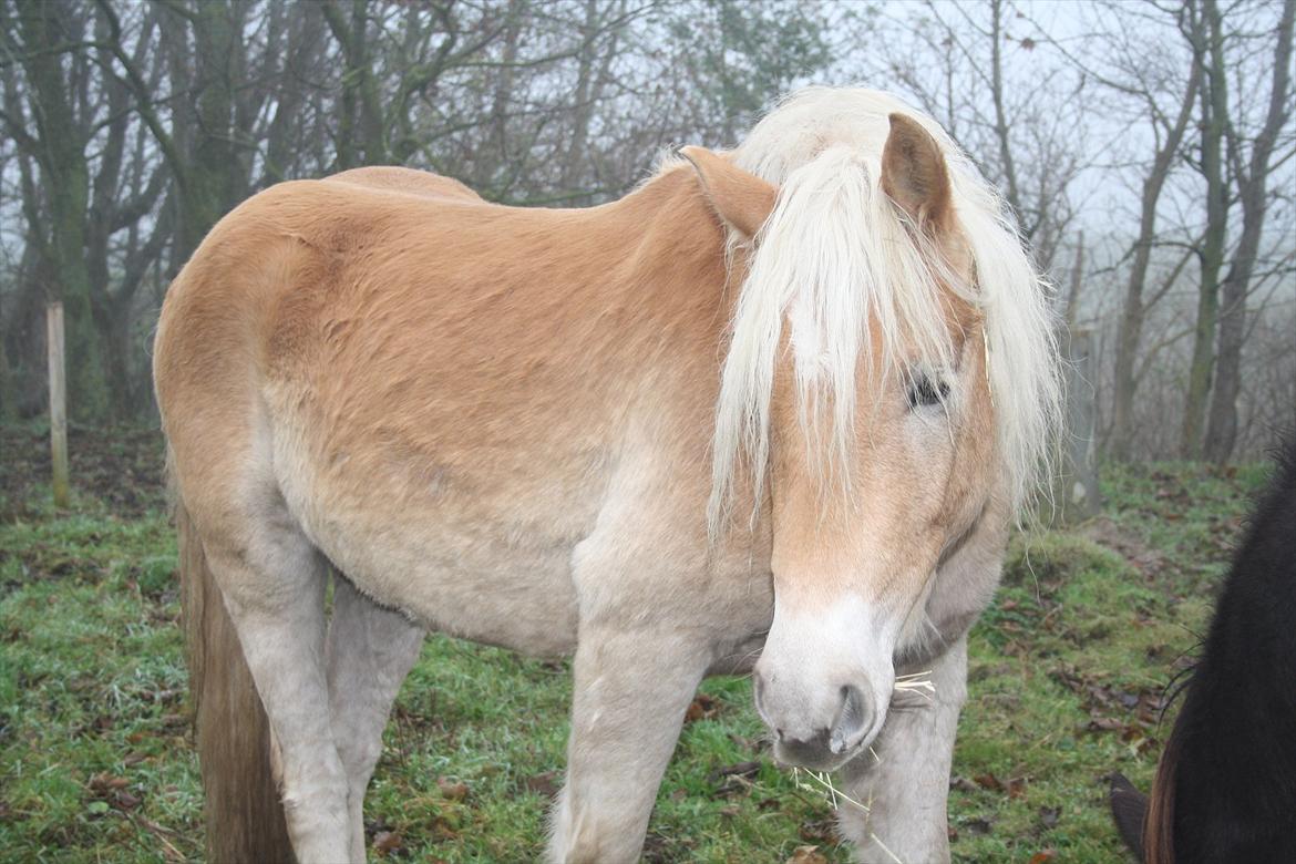 Haflinger Nantino Hestvang - Smuk det er han da.... billede 19