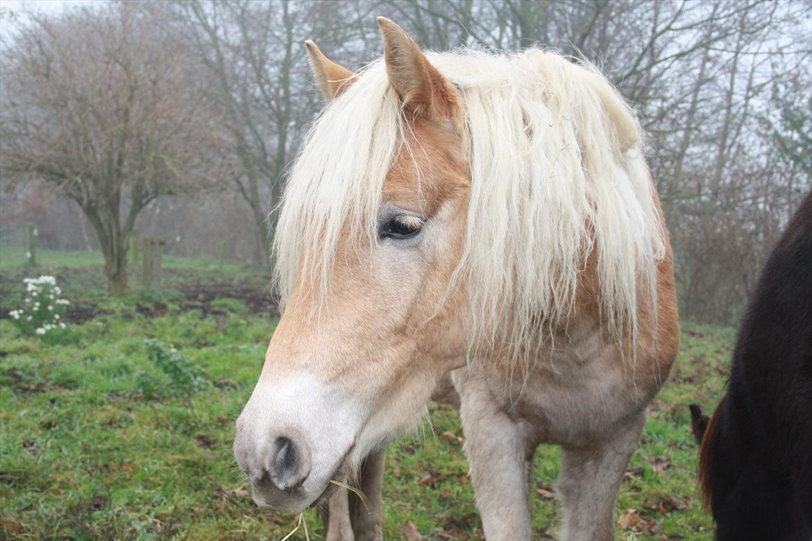 Haflinger Nantino Hestvang billede 20