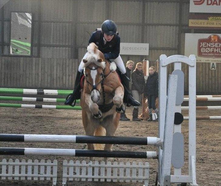 Tyroler Haflinger Story - ABR LB* :D
-En rigtig sød pony som elsker at springe!:D se ham lige!
- JH foto billede 9