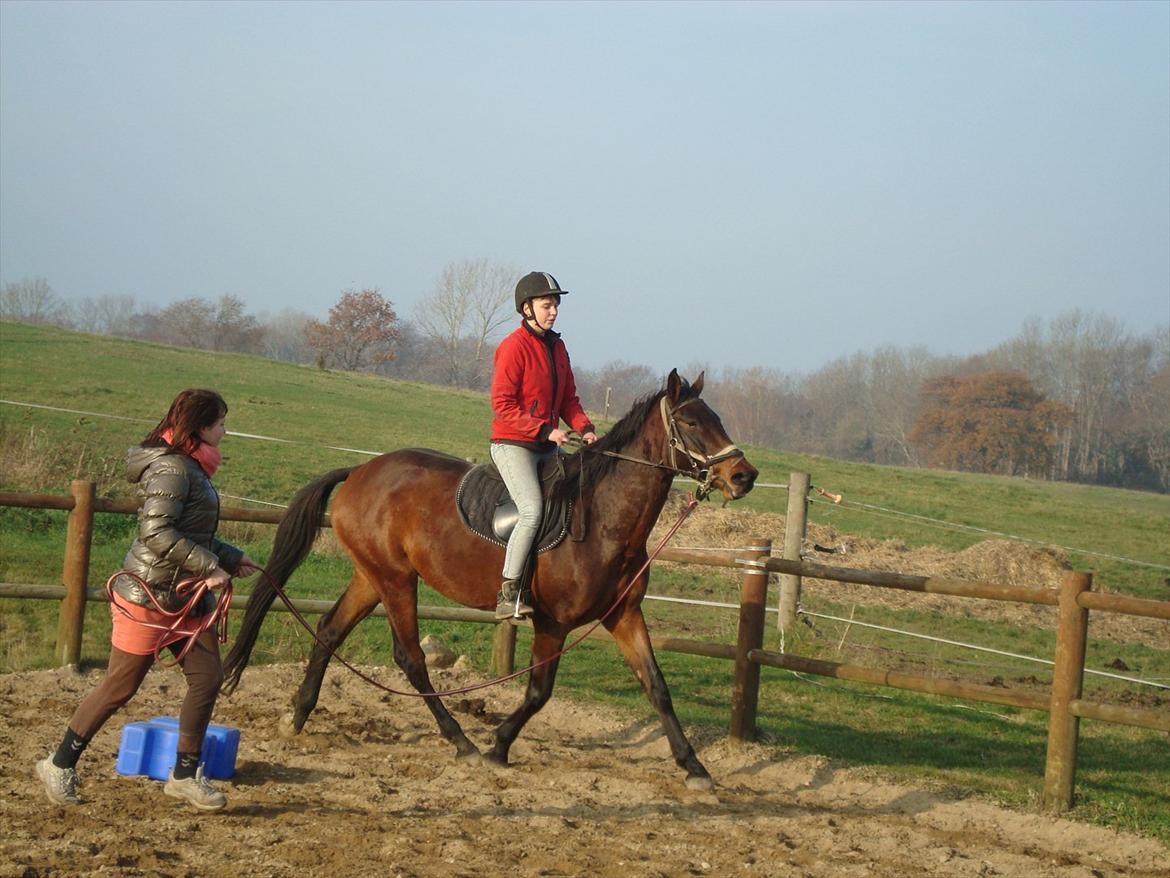 Dansk Varmblod Belisha - Tredje gang med rytter - første gang i trav. billede 3