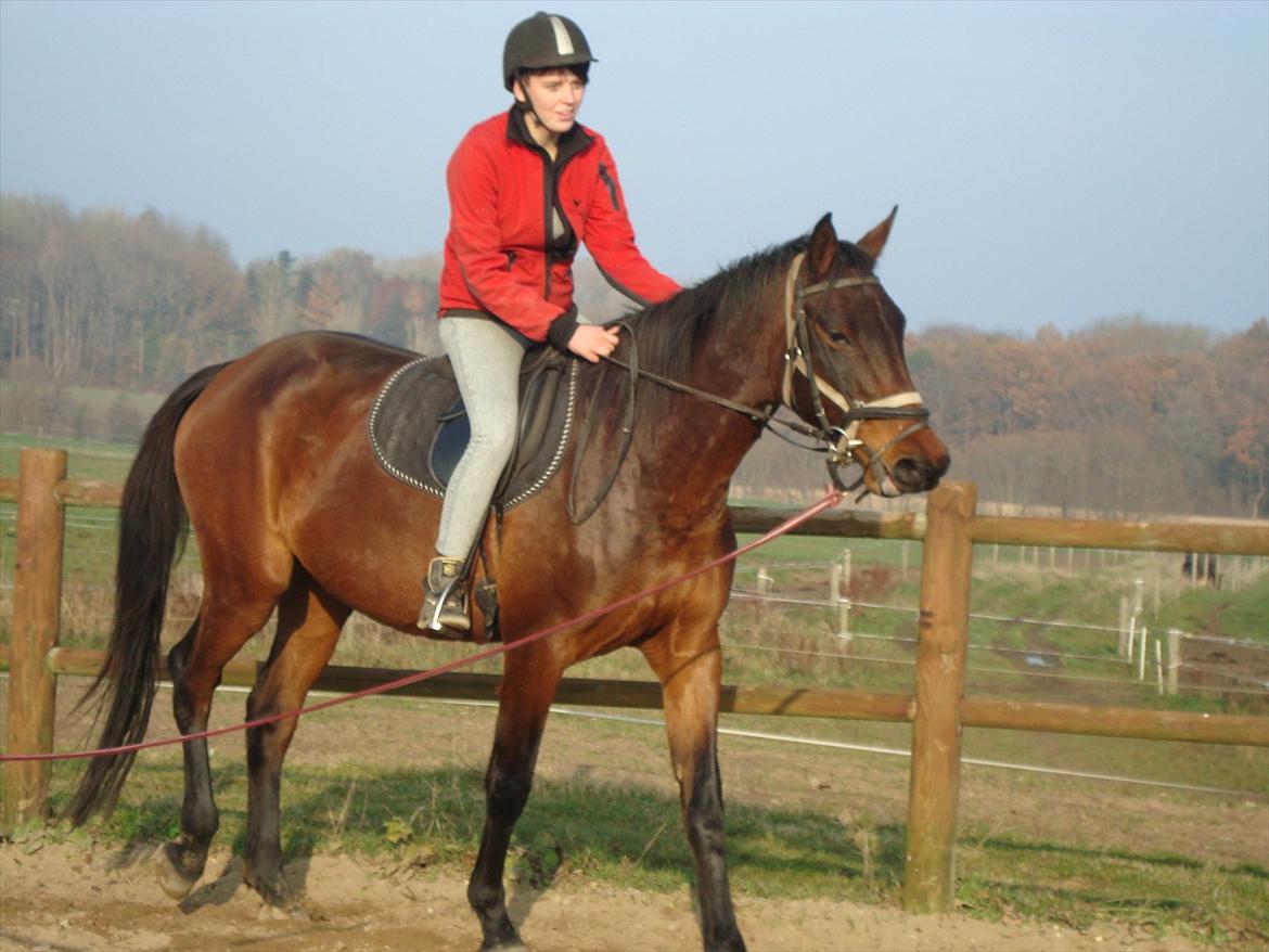 Dansk Varmblod Belisha - Belle'pigen billede 5