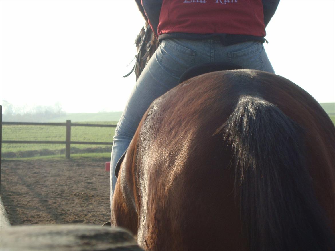 Dansk Varmblod Belisha - Tak for kigget :) 
Kig løbende forbi :) billede 19