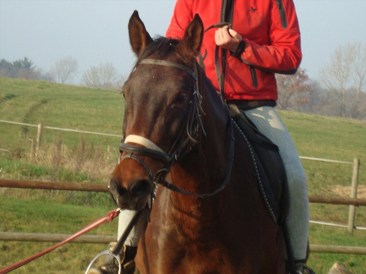 Dansk Varmblod Belisha - Belle'pigen billede 4