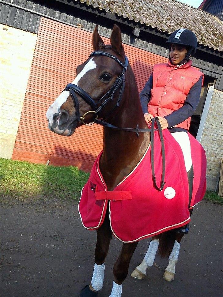 DSP Møgelholts Jambo SOLGT - MIn fantastiske pony med hans nye ejer, Sebastian Knoop (Baba) billede 18