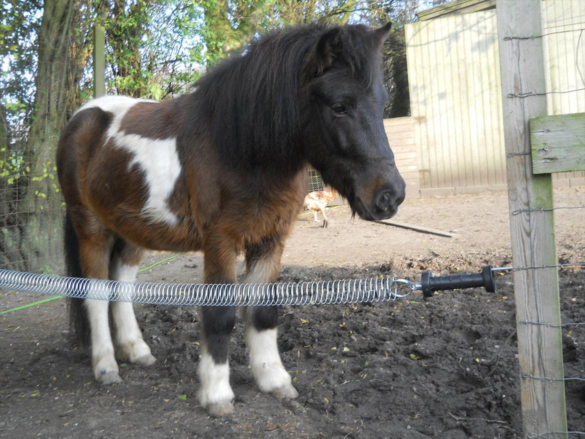 Anden særlig race Hannibal  (BFF<3) billede 6