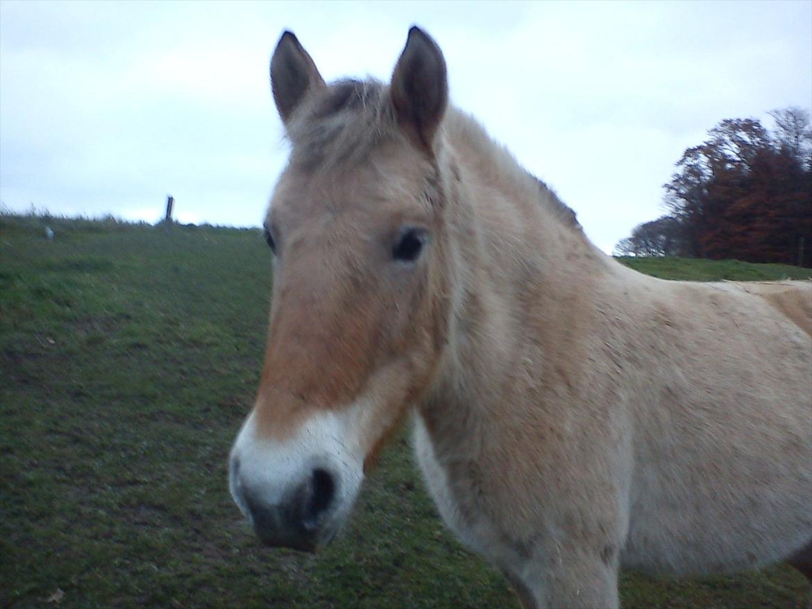 Fjordhest julia  billede 4