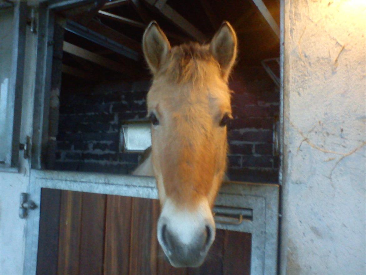 Fjordhest julia  billede 1
