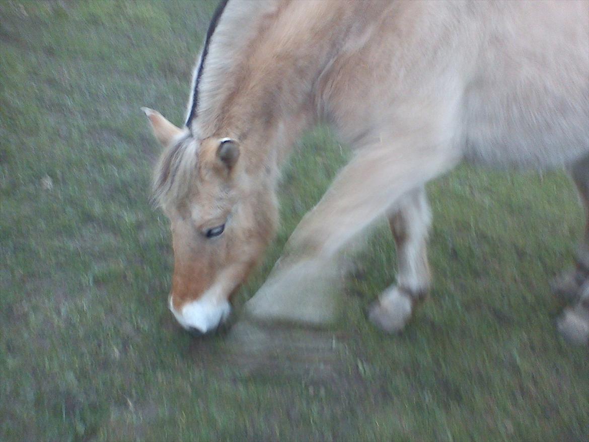 Fjordhest julia  billede 5