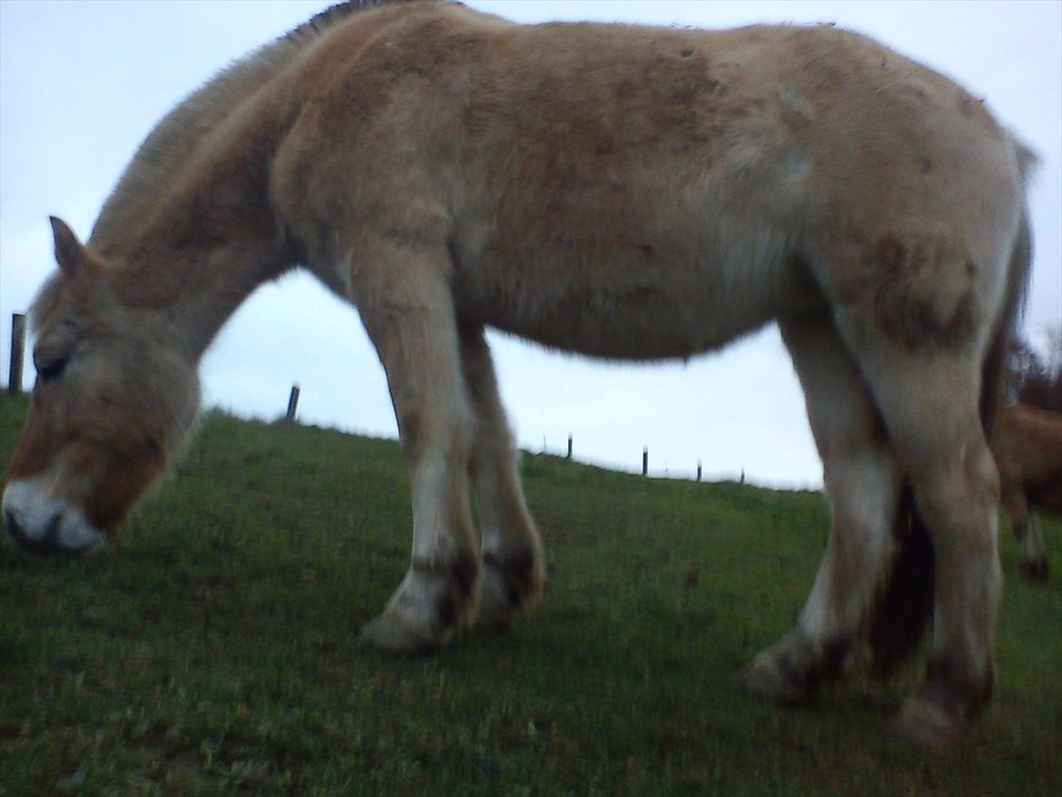 Fjordhest julia  billede 6