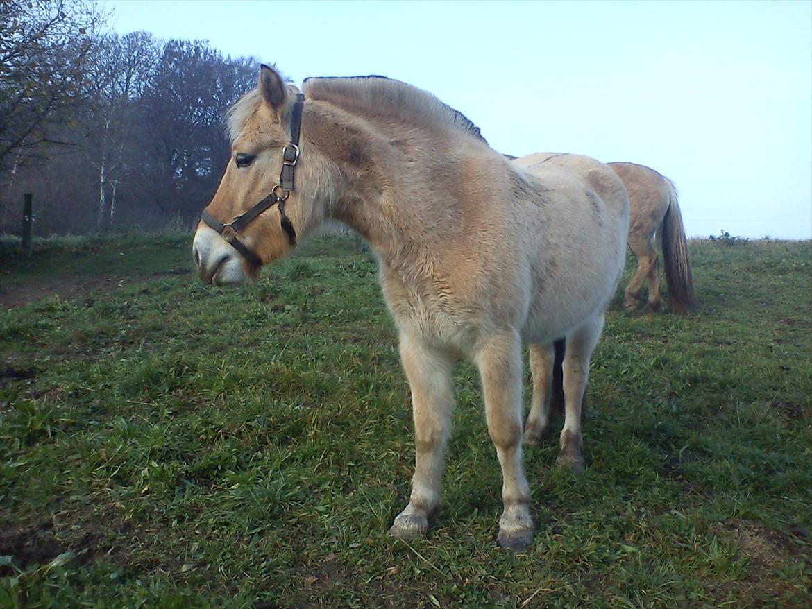 Fjordhest julia  billede 7