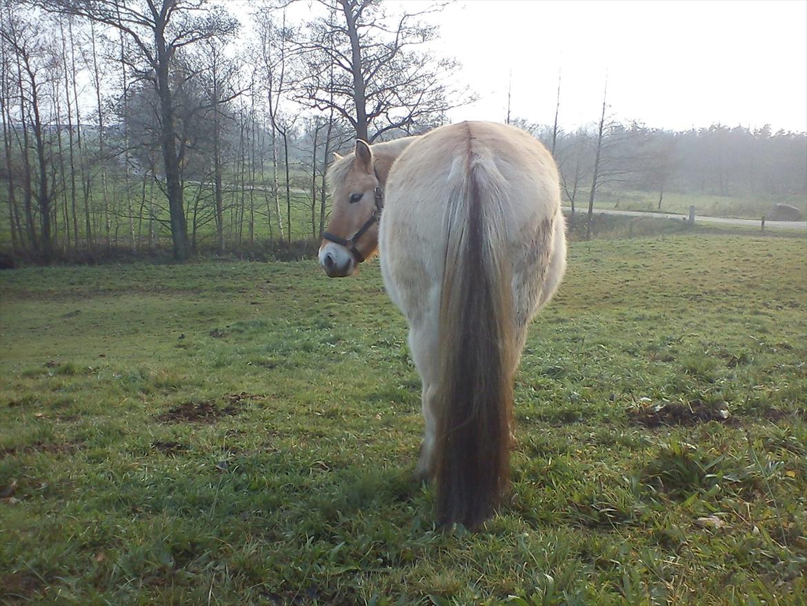 Fjordhest julia  billede 10