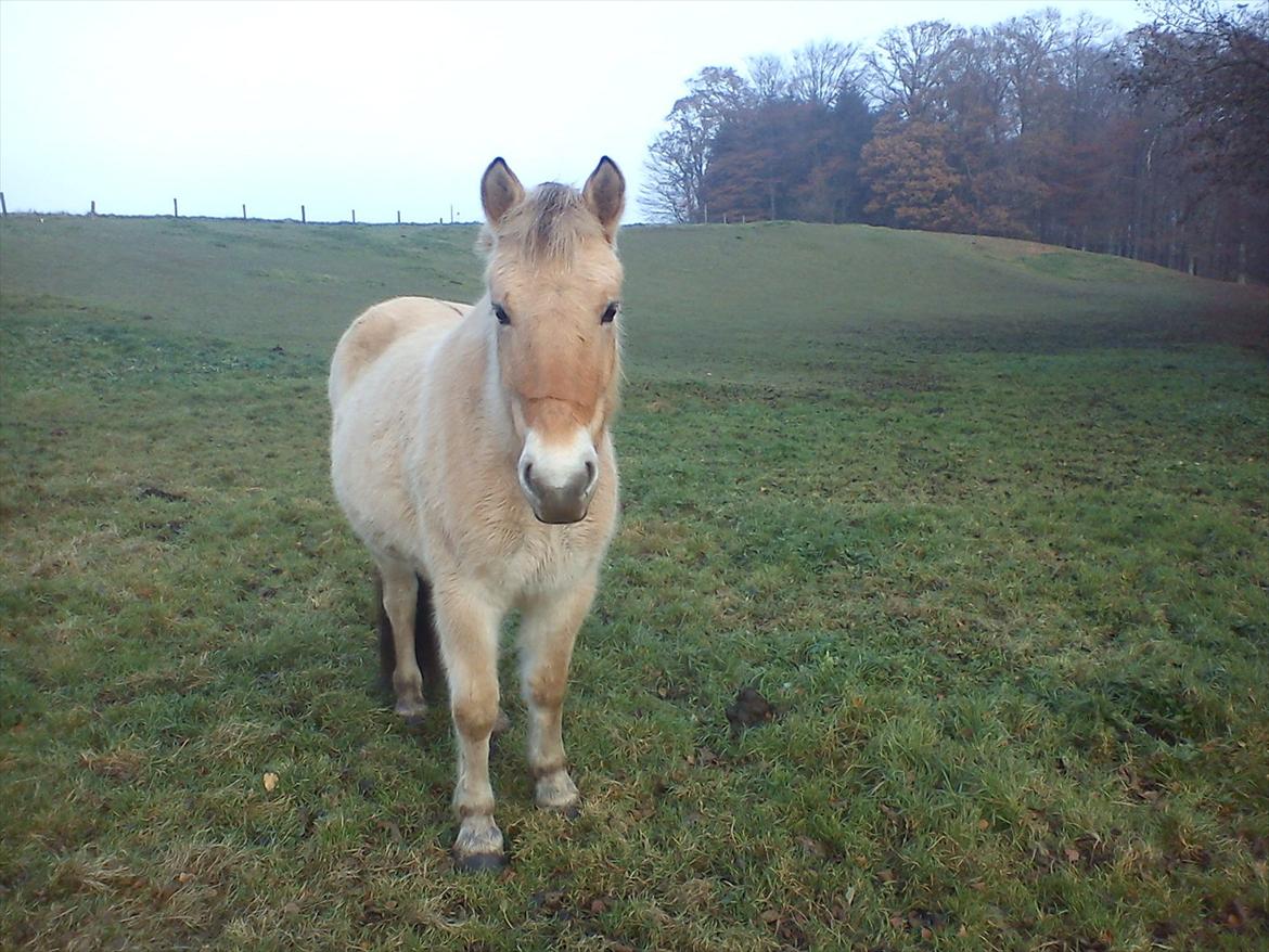 Fjordhest julia  billede 3