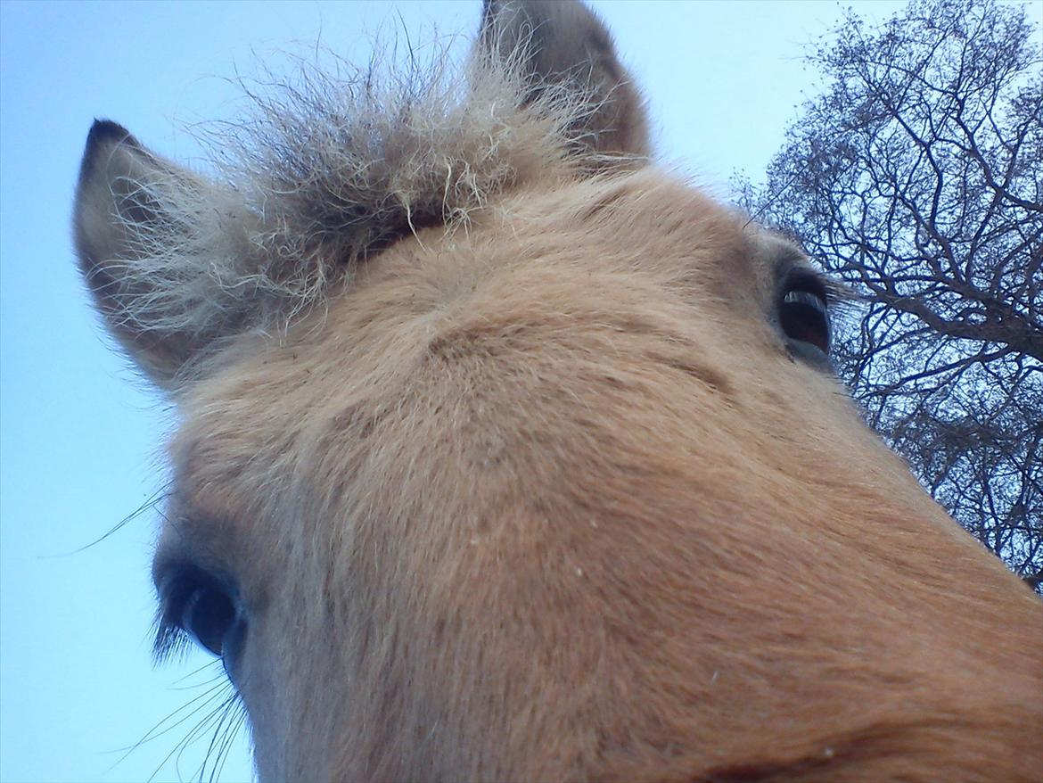 Fjordhest julia  billede 8