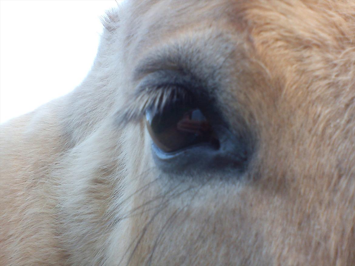 Fjordhest julia  billede 9