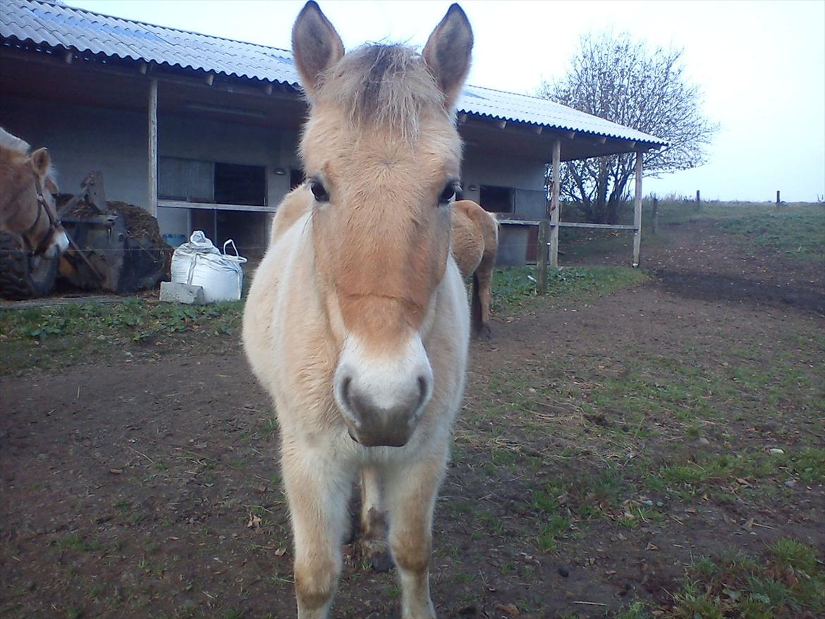 Fjordhest julia  billede 12