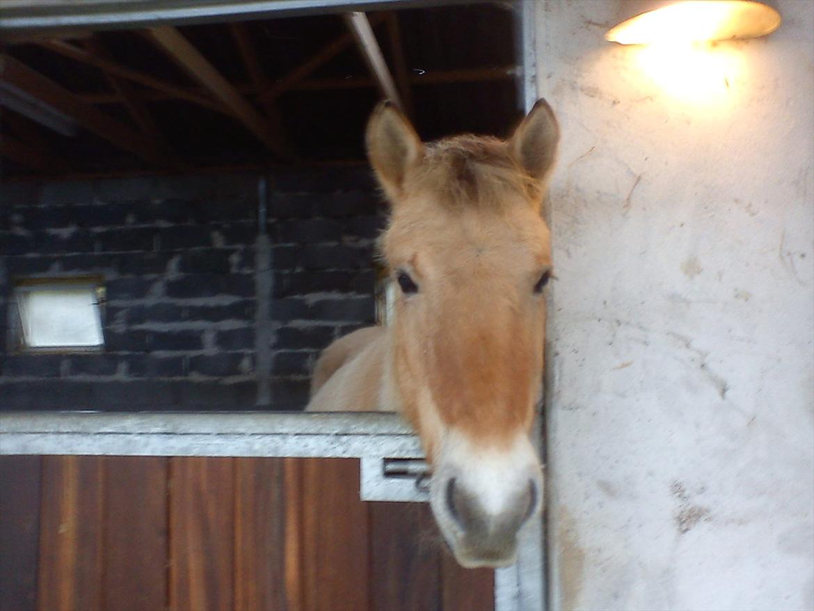 Fjordhest julia  billede 11