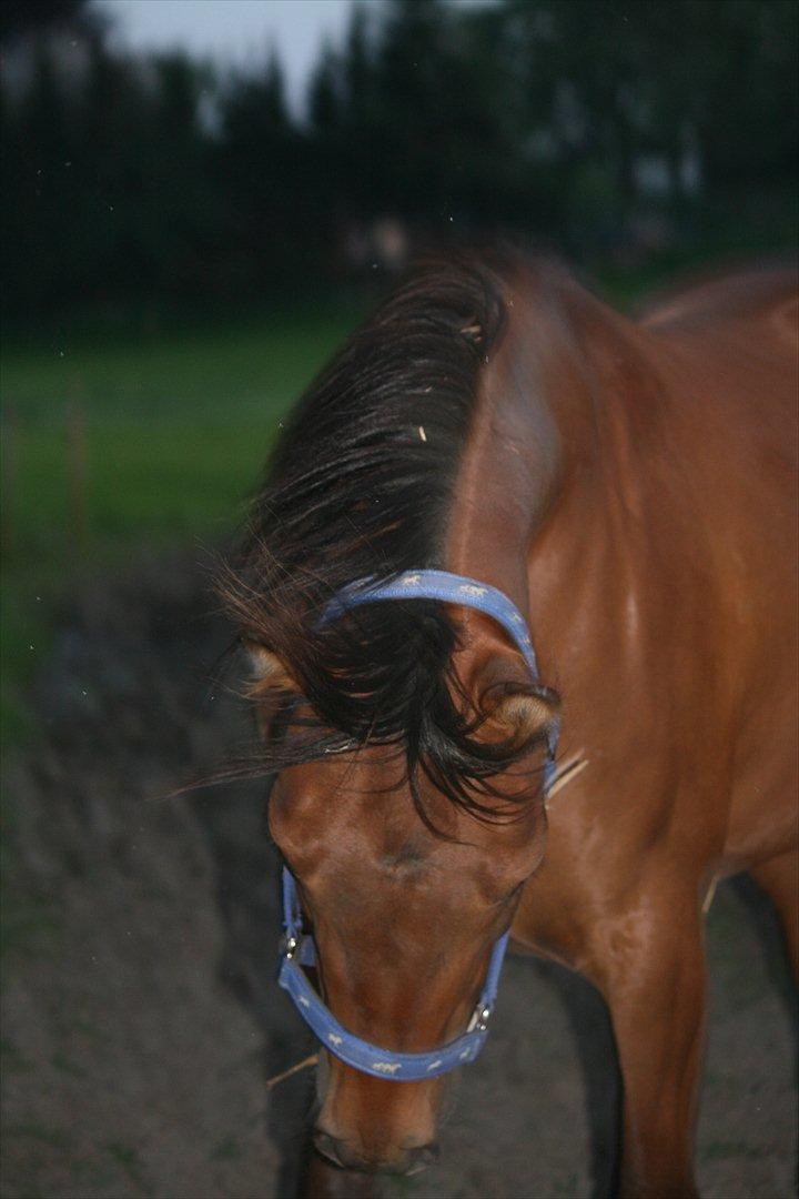 Anden særlig race Miamaj<3  - Lidt vild har man vil lov til at se ud! :) billede 16
