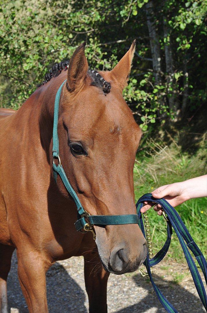 Anden særlig race Miamaj<3  - Den smukke pony som fotomodel! :D billede 17