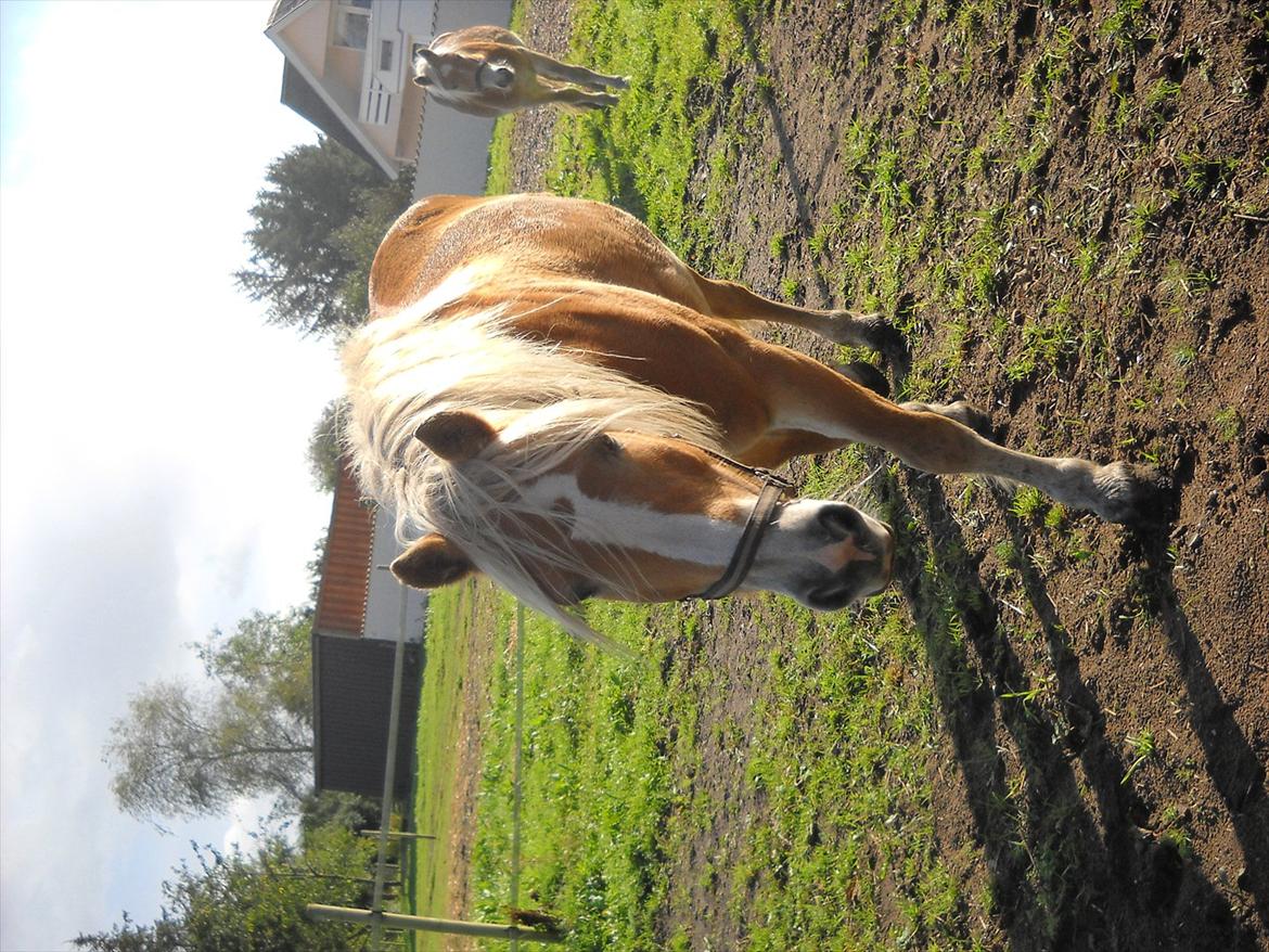 Haflinger Rosanna Van't Lutje Brunink - Hej Rina har du noget godt der???:-)
( NYT ) billede 8