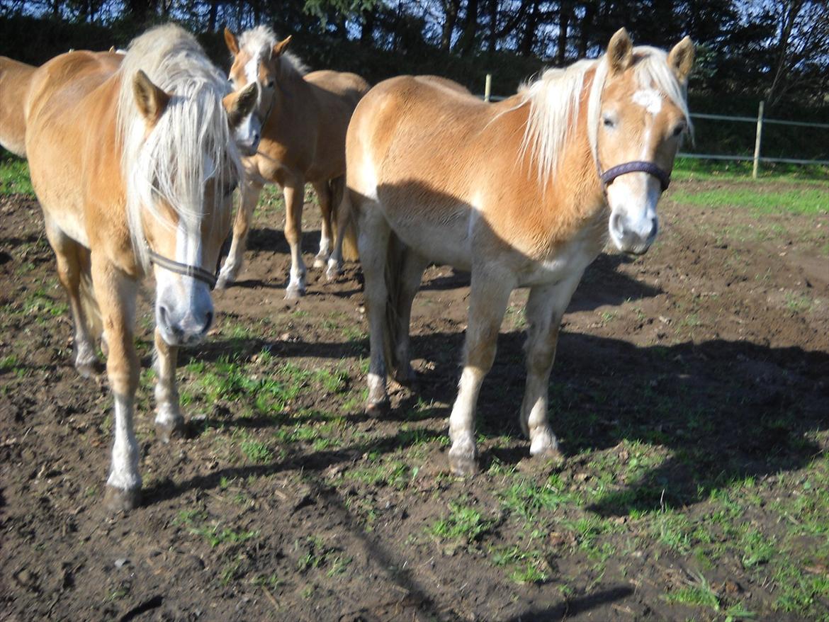Haflinger Rosanna Van't Lutje Brunink - Rosanna, Nicko og Adina<333
( NYT! ) billede 9