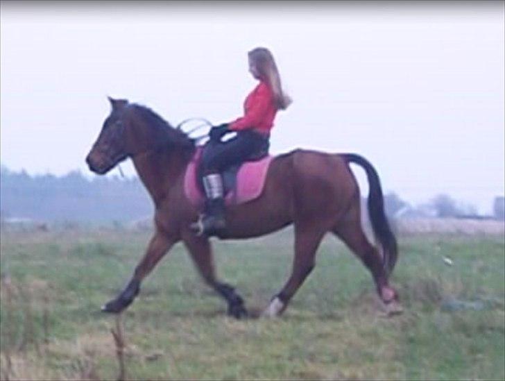 Anden særlig race Solbakken´s Bella ~HængeMule~ - Taget ud af video :-)))
Har siddet bedre,,,<3 billede 13