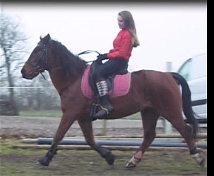 Anden særlig race Solbakken´s Bella ~HængeMule~ - Taget ud af video :-))
Sidder ikke ret godt.. i know ;) billede 14