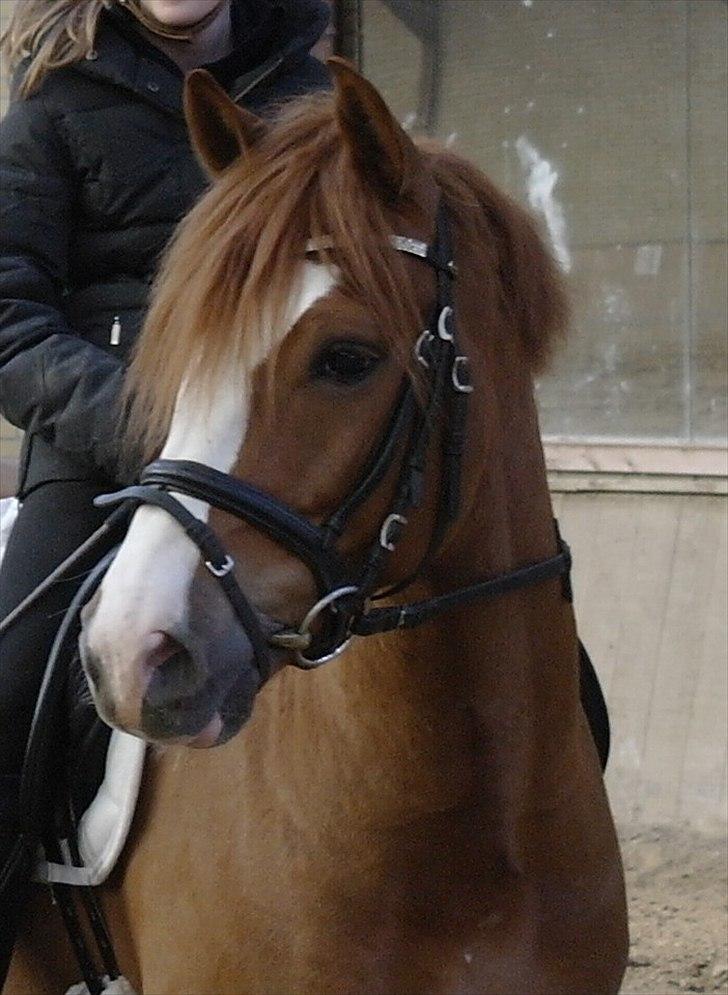 New Forest Højvangs Chopin SOLGT - Smukke Chopin<3 billede 2