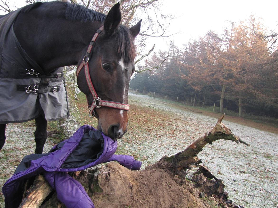 Dansk Varmblod Rudmosens Dejavu - Dejeuv leger med min jakke billede 4