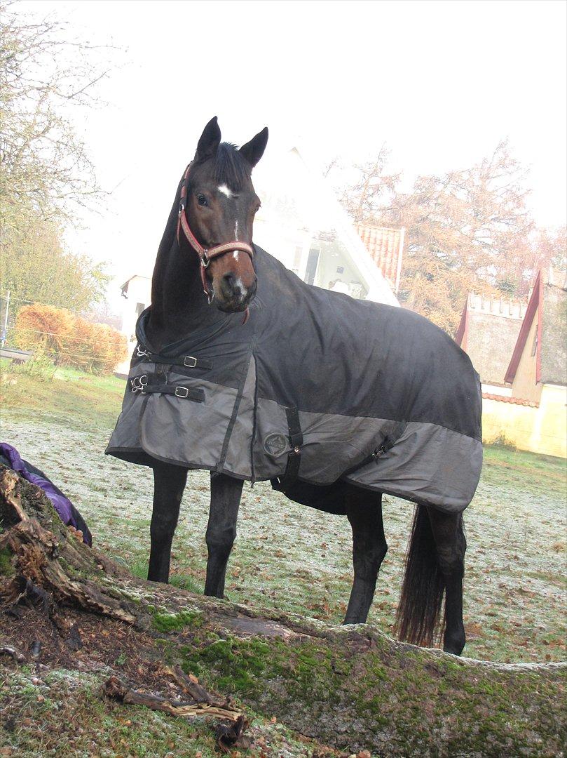 Dansk Varmblod Rudmosens Dejavu - Smukke Dejauv på fold billede 3