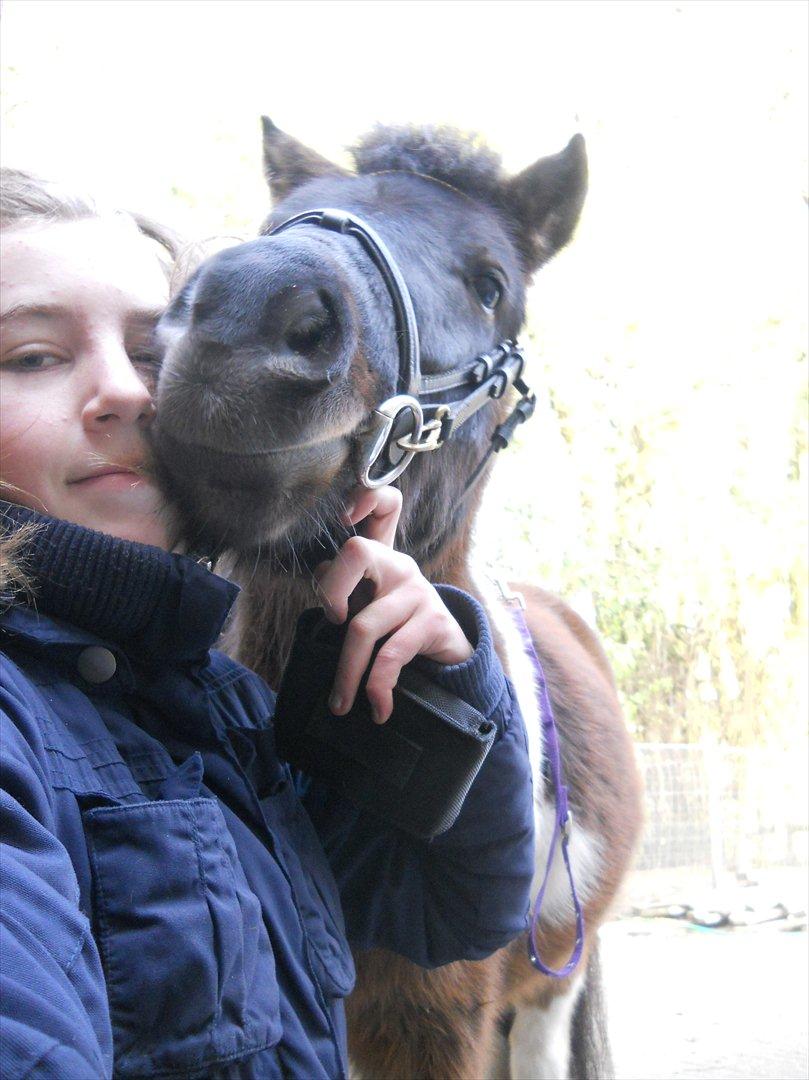 Anden særlig race Hannibal  (BFF<3) billede 10